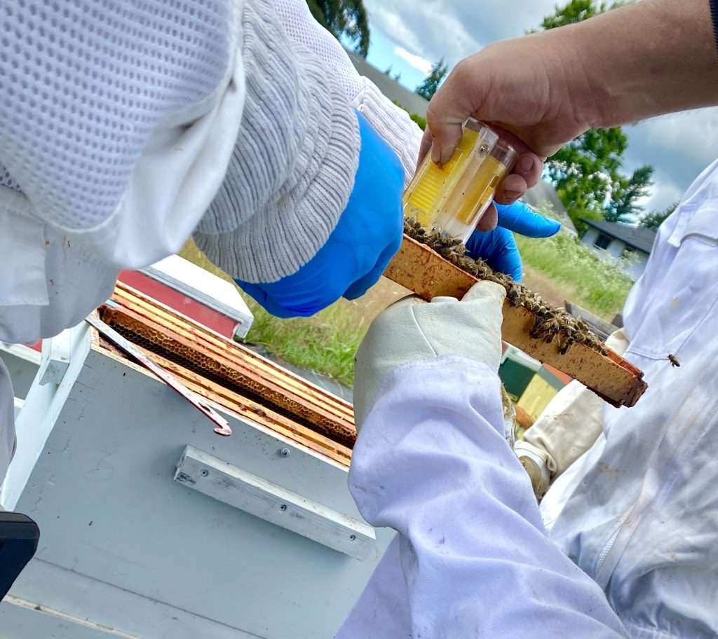 Capturing the honeybee queen