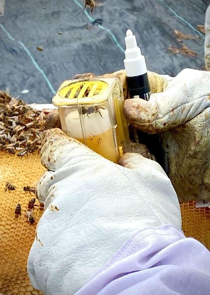 Positioning the honeybee queen for marking