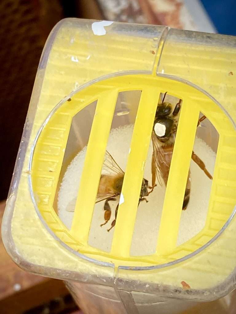 Great job - queen is marked!