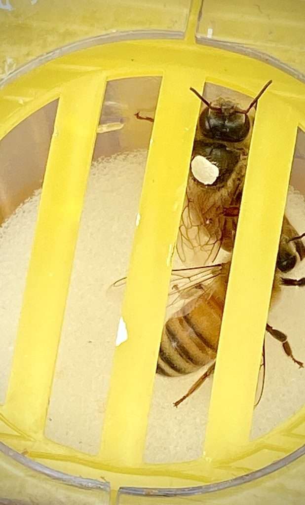 The queen is ready to get back to her hive!