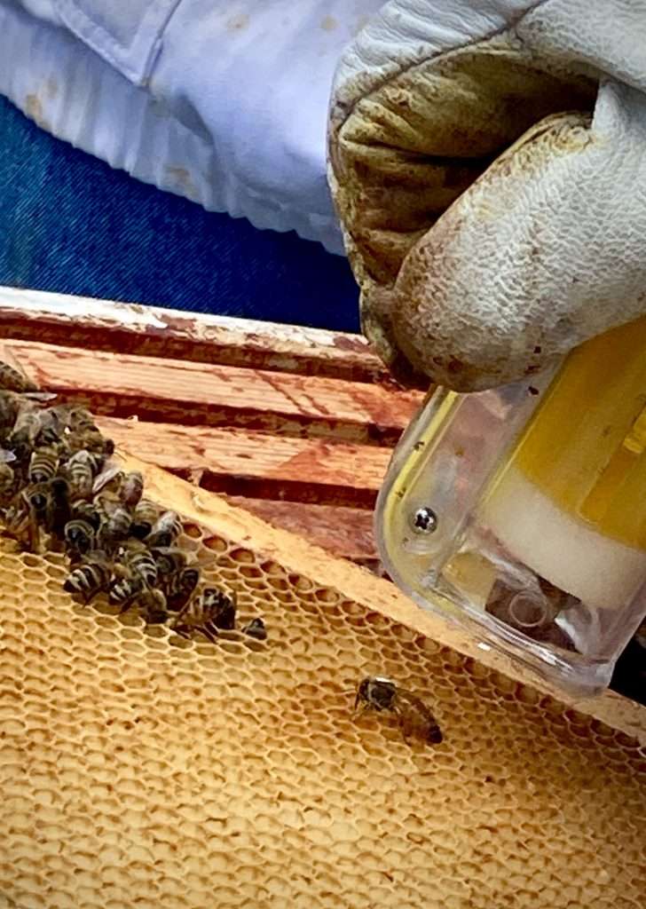 Honeybee queen is released gently back into her hive.