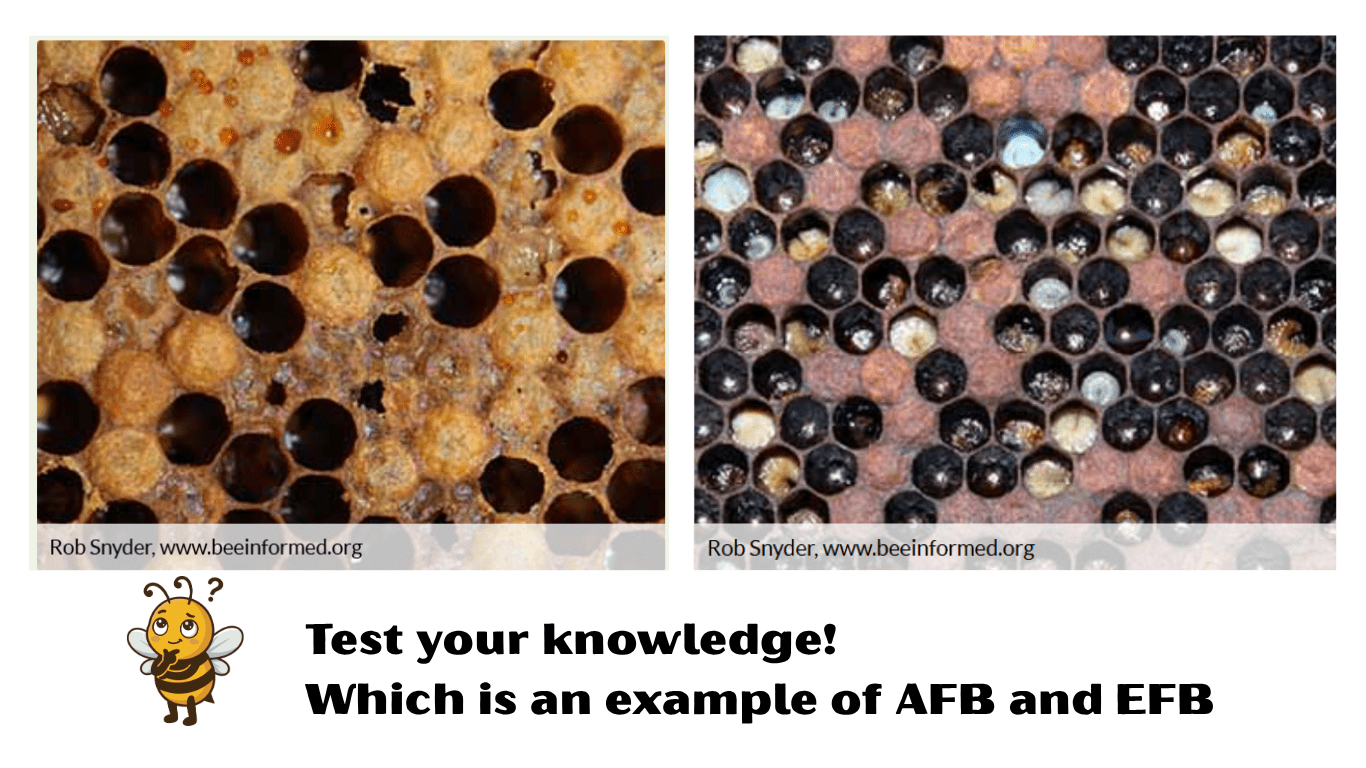 AFB or EFB